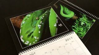 Commande de calendriers personnalisés quotGregtile Reptilequot [upl. by Aprilette122]