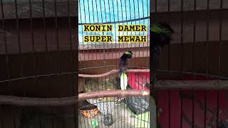 Konin dada merah super mewah gacor full materi kicaumania konin masteranmuraibatu [upl. by Taddeusz444]