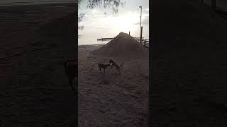 Viral video 2024Best Animal DogSunrisebeach Shorts [upl. by Dranoc]