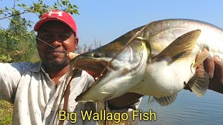 Wallago Attu Fishing Video  Big Grass Corp Fish  Fishing Video [upl. by Nylahs368]