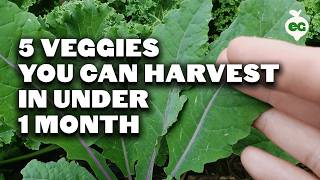 5 Fast Growing Veggies You Can Harvest in Under 1 Month [upl. by Gwynne164]