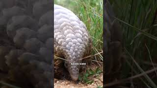 Pangolin are Unique Scaled Mammal pangolin nature wild [upl. by Chuah]