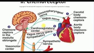 Physiology  4  CHEMORECEPTOR REFLEX [upl. by Ynatsyd646]