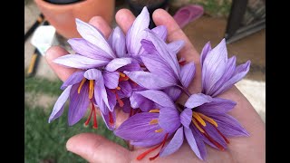 How I divide plant and care for saffron Crocus sativus [upl. by Zack]