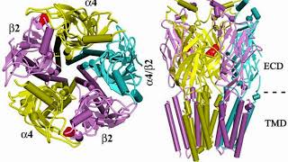 Difference Between Muscarinic and Nicotinic Receptors [upl. by Arretahs522]