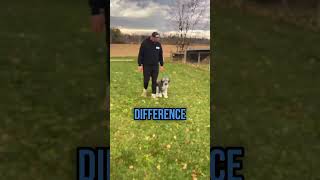 WellBehaved Obedient Dog  Testimonial  Dog Training [upl. by Anyr172]