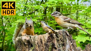 Cat TV for Cats to Watch 😺 Cute Birds amp Little Squirrels in the Forest 🐿 8 Hours 4K HDR [upl. by Letsirc]