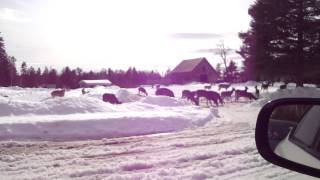 Feeding deer in Maine [upl. by Kcirdnek]