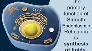 Smooth Endoplasmic Reticulum Function [upl. by Sylvie772]