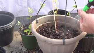 Pyracantha cuttings part 2 [upl. by Iggem]