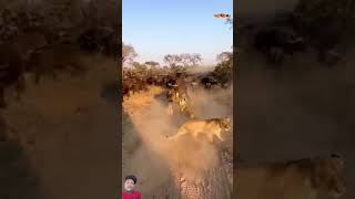 Wow 😲 funnymoments tumitnecutekyunho lions shortvideo animals lion wildlife wildanimals [upl. by Hilbert]