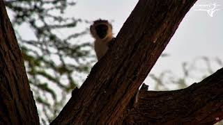 🙈🙉Vervet Plays Peek A Boo🙈🙉 [upl. by Hannus643]