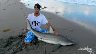 Mullet Run Fishing  Blacktip Shark [upl. by Araiek713]