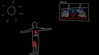 Thermoregulation par les vaisseaux sanguins [upl. by Yelyak]