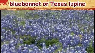 Beautiful Flowers Texas bluebonnet or Texas lupineflowers [upl. by Arden]