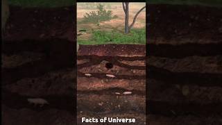 How To Kill Rats Using a Rodent Machine  Gopher Blaster rattricks [upl. by Titos173]