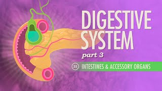 Digestive System Part 3 Crash Course Anatomy amp Physiology 35 [upl. by Ahsekat]