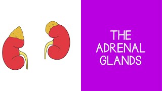 55 Endocrine The Adrenal Glands [upl. by Tammie]