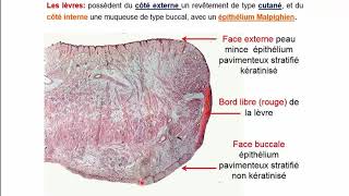 Histologie de lappareil digestif  Pr A Fakhri [upl. by Labors]