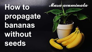 How to propagate bananas without seeds｜Suckering｜Plant information 4 Banana and Suckering｜Eng Sub [upl. by Molli]