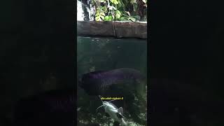 PAIMO AND THE GANG  MUKBANG IKAN KOI  AKANKAH ADA KORBAN SELANJUTNYA  Audreykingofthejungle [upl. by Nehtanhoj]