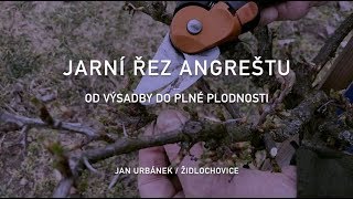 Jarní řez angreštu – od výsadby do plne plodnosti [upl. by Salvidor]