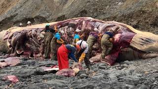 Third dead whale in a week washes ashore in Northern California [upl. by Dorsman]