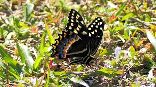 Arthur R Marshall Loxahatchee Wildlife Refuge Boynton Beach FloridaButterflies amp Caterpillars [upl. by Eked]