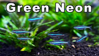 Is This The BEST Neon Green Neon Tetra Care and Breeding [upl. by Viguerie472]