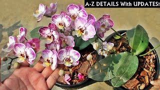 Know How To Grow amp Care For Orchids At Home EASILY Beginners Friendly [upl. by Walworth]