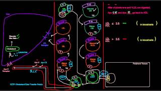 Lipoproteins Part 7 of 7  HDL High Density Lipoprotein [upl. by Telfer]