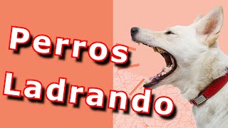 Perros Ladrando  ladridos de perros [upl. by Tocs]