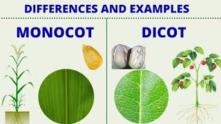 एक बीजपत्री और द्विबीजपत्री पौधों में अंतर Difference between monocotyledons and Dicotyledons [upl. by Umberto]