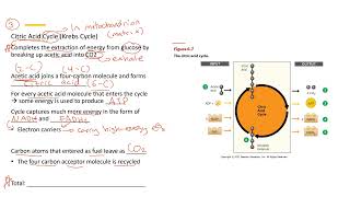 Citric Acid Cycle 8 [upl. by Natala]