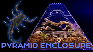 Venomous Giant Death Stalker Scorpion gets New Pyramid Shaped Enclosure  Pyramid Terrarium Build [upl. by Petracca]