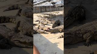 when crocodiles fight over food crocodile wildlife animals [upl. by Assilak]