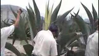 The Agave Harvest [upl. by Cattima]