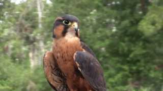 Aplomado Falcon at the Houston Arboretum Sept 21 [upl. by Carrnan218]