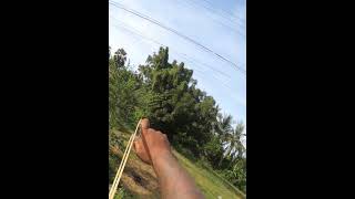 Slingshot Skills  បាញ់លលកតាមខ្សែភ្លេីង 892 shorts slingshot birdhunting [upl. by Syl]