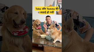 🐕Tobo और Tommy का जघडा  mini wood toy  woodworking art skill  hand crafts shorts pets [upl. by Gleeson]