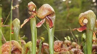 Cobra Lily  California Pitcher Plant Darlingtonia californica [upl. by Dreher]