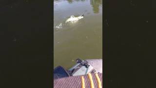 Pike fishing fishing blackbassfishing bigpike carpfishing carp pikes fish pesca [upl. by Eyssej]