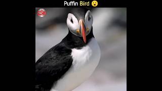 puffin bird 😮  Amazing Facts  Animal Facts shorts animals animalshorts facts [upl. by Gabriellia982]