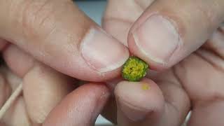 Harvesting Lisianthus seed  How tiny is the Lisianthus seed [upl. by Palua]