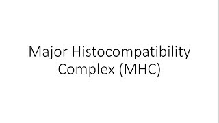 Major Histocompatibilty Complex MHC  Human Leukocyte Antigens HLA  Immunology [upl. by Koah]