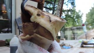 Removing a Hoof Capsule From the Horses Foot [upl. by Hayidah]