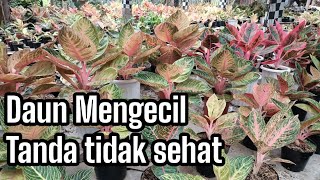 Penanganan Dini Daun Mengecil tanda ada masalah problematika aglonema [upl. by Noda261]