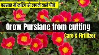 How to grow purslane from cutting easy method  Purslane ki cutting kaise lagae  care amp firtilizer [upl. by Oinotnaocram]