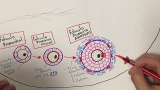 Histología Desarrollo folicular [upl. by Anoynek]