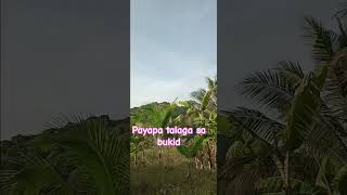 Bukid pamore youtubeshorts shorts nature [upl. by Venu]